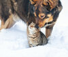Hund und Katze stehen im Schnee. Hund beschnuppert Katze.